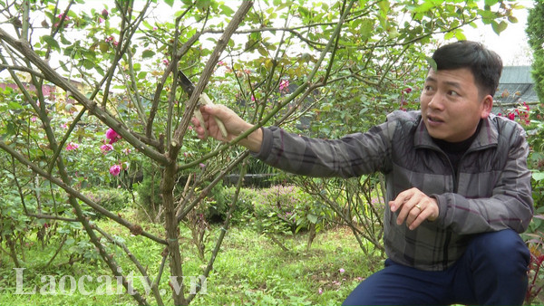 Ông chủ 8x Trần Chí Thành đang chăm sóc cho những gốc hồng tại Khu sinh thái vườn đá Tả Phìn. (Ảnh: Phạm Dương)