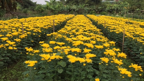 Mô hình sản xuất hoa chất lượng cao của hộ nông dân sản xuất kinh doanh giỏi phường Thống Nhất, thành phố Lào Cai
