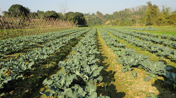 Mô hình sản xuất rau an toàn đạt hộ sản xuất kinh doanh giỏi cho thu nhập trên 200 triệu đồng của nông dân xã Tả Phời, thành phố Lào Cai