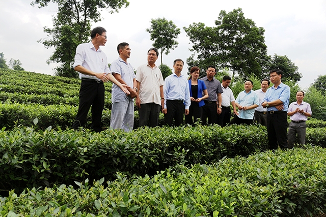 Mô hình vườn chè nguyên liệu ở xã Phú Nhuận, huyện Bảo Thắng cho hiệu quả kinh tế cao.